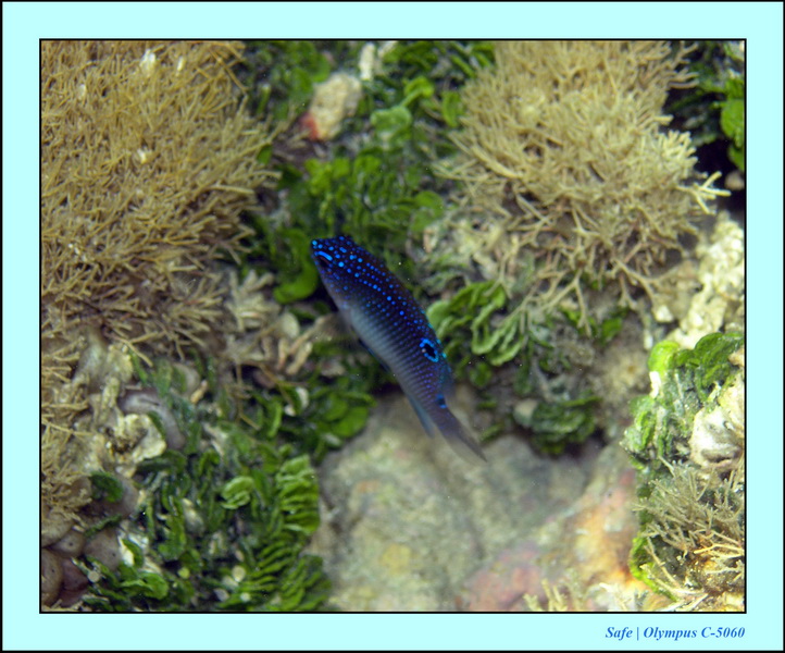 2005 - 11 - Maragogi - parc marin de gales 25.JPG